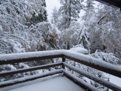 snow in the trees